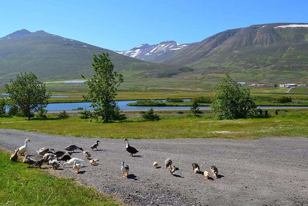 Höfði Cottages Dalvík Exterior foto